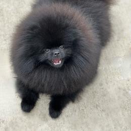 Cyren - Pomeranian