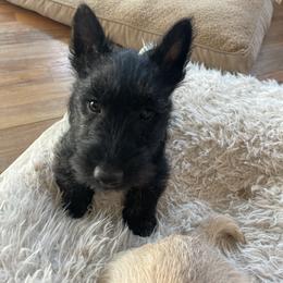 Governor - Black brindle male Scottish Terrier puppy in Brule, Nebraska from Scottyland Yard