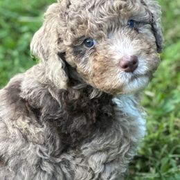 "Brown Merle Phantom ~ Male" Sheepadoodle Puppies from Dogwood Hills