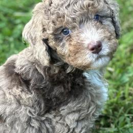 "Brown Merle Phantom ~ Male" Sheepadoodle Puppies from Dogwood Hills