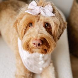 Hazy - Goldendoodle