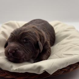 Colt - Brown and white male Aussiedoodle puppy in Claremont, North Carolina from Magnolia Grove Farms