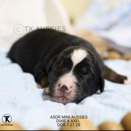 Pearl Black Tri Female - Black tri female Miniature Australian Shepherd puppy in Nacogdoches, Texas from TK Standard, Mini, & Toy Aussies