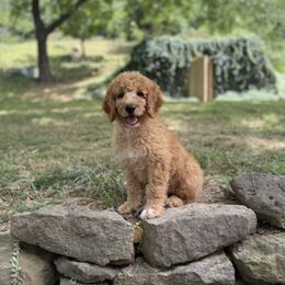 Winston - Apricot male Goldendoodle puppy in Fayetteville, Arkansas from Mountain Grove Doodles