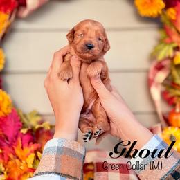 Ghoul - Red  male Goldendoodle puppy in Mendon, Massachusetts from Comfort & Cuddle Co