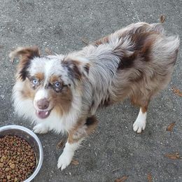 Aussiedoodle, Australian Shepherd, and Miniature Australian Shepherd All Grown Up from Distinguished Doodles and More