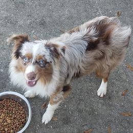 Aussiedoodle, Australian Shepherd, and Miniature Australian Shepherd All Grown Up from Distinguished Doodles and More