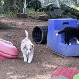 Amber - Red merle female Border Collie puppy in Hopedale , Ohio from Whipple Farms