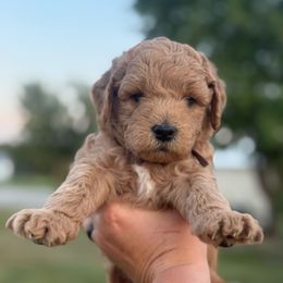 Brown - Apricot male Goldendoodle puppy in Mc Cutchenville, Ohio from Dawn's Doodles