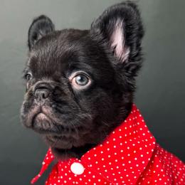 Yogi The Bear - Tricolors male French Bulldog puppy in Porter, Texas from Whatabulldog
