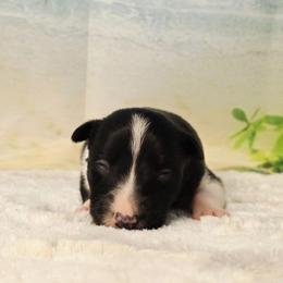 Bora Bora - Black and white female Border Collie puppy in Avilla, Indiana from Borderline Kennels