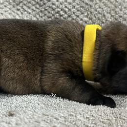 Yellow - Fawn sable male Belgian Malinois puppy in Ellerbe, North Carolina from Grand Prix Kennel