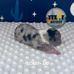 Leona - Blue merle female Australian Shepherd puppy in Tucson, Arizona from TTTNT Aussies