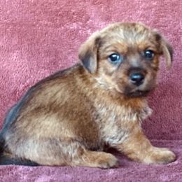Gold Collar Female - Red wheaten female Norfolk Terrier puppy in Bristol, Tennessee from Holston Hollow Farm