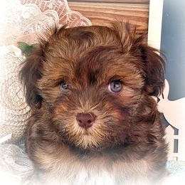 Havanese Puppies from KingsKids Havanese
