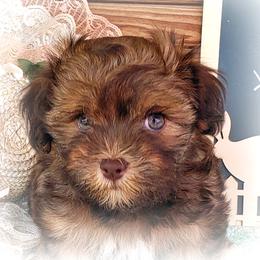 Havanese Puppies from KingsKids Havanese
