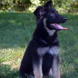 German Shepherd Puppies from Jane Dancosse's German Shepherds
