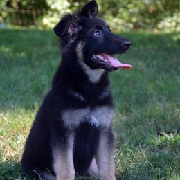German Shepherd Puppies from Jane Dancosse's German Shepherds