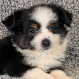Waylon - Black tri male Toy Australian Shepherd puppy in Shepherd, Texas from GAMALA Farm & Kennels