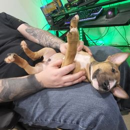 Bull Terrier Puppies from The Noble Bull Terriers