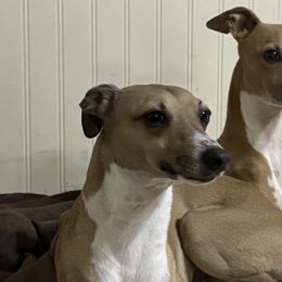 Italian Greyhounds from Stone Desert Italian Greyhounds