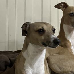 Italian Greyhounds from Stone Desert Italian Greyhounds
