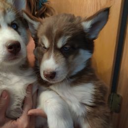 Siberian Husky Puppies from Husky Acres
