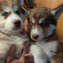 Siberian Husky Puppies from Husky Acres