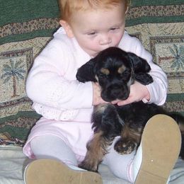 Cocker Spaniel Puppies from Richards' Cocker Kennel