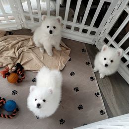 American Eskimo Dog Puppies from Diamond Storm Eskies