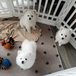 American Eskimo Dog Puppies from Diamond Storm Eskies