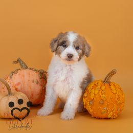 Holly - Merle female Labradoodle puppy in Travelers Rest, South Carolina from Doodles of Love Labradoodles