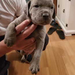 Cane Corso Puppies from Stephenson's Kennel