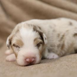 Red Merle Boy 1 - Red merle male Australian Shepherd puppy in Bagley, Iowa from Diamond M Aussies