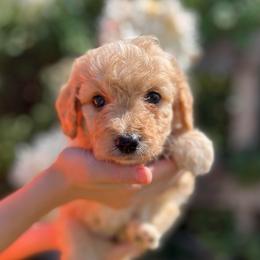 Miss pink - Parti female Goldendoodle puppy in Nampa, Idaho from Farmhouse Goldens