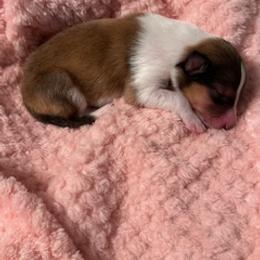 Girl 4 - female Scottish Collie puppy in Newcastle, Wyoming from Sundance Scottish-Colleys
