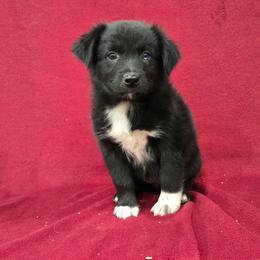 Jasmine - Black & white female Australian Shepherd puppy in Collinston, Utah from Corbridge Aussies