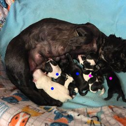 Black Girl - Black female Shih Tzu puppy in Vinita, Oklahoma from Locust Creek Shih Tzu & Havanese