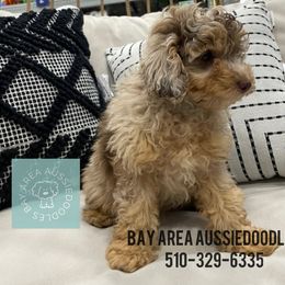 Aussiedoodle Puppies from Bay Area Aussiedoodles