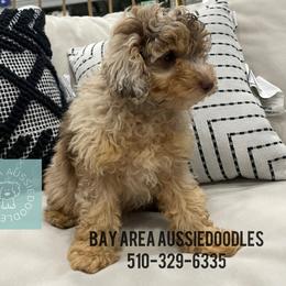 Aussiedoodle Puppies from Bay Area Aussiedoodles