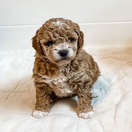 Girl 2 - Red female Aussiedoodle puppy in Arlington, Washington from Doodle Love Laugh