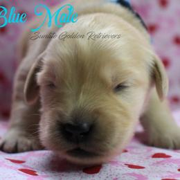 Light Blue Collar boy - Golden male Golden Retriever puppy in Otis Orchards, Washington from Sunlite Golden Retrievers