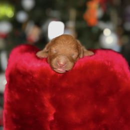 Gracie - Red  female Goldendoodle puppy in Miami, Florida from Milk Drunk Doodles And Poodles