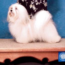 Rowdy  - Havanese
