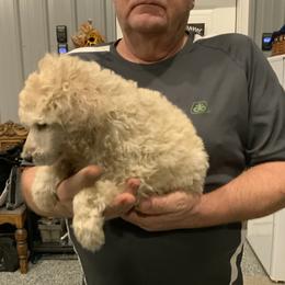 Boy 2 - Cream male Poodle puppy in Wentworth, South Dakota from PaintersPreciousPoodles