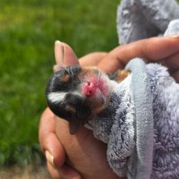 Jelly Beans - Parti female Yorkshire Terrier puppy in Lebanon, Ohio from Teacup Yorkies for Adoption Near Lebanon Ohio LLC