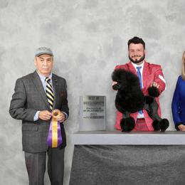 Kerry Blue Terrier and Poodle All Grown Up from Nipigon Miniature Poodles