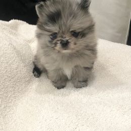 Bulldog and Pomeranian Puppies from Pawsh Poms