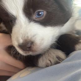 Fudge - Red & white male Miniature Australian Shepherd puppy in Alexandria, Virginia from Fairfax Aussies