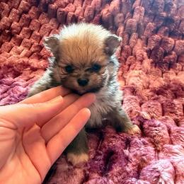Titan - Orange sable male Pomeranian puppy in Waterloo, Indiana from Garcias Pomeranian